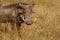 Brown warthog on a field covered with tall grass in the middle of the jungle