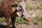 A brown warthog on a meadow in Addo Elephant Park in Colchester, South Africa