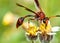 Brown wasp pollinating Mexican daisy flower or tridax procumbens