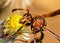 Brown wasp pollinating Mexican daisy flower or tridax procumbens