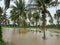 Brown water flooded the land in the coconut plantation