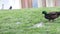 brown waterfowl duck drinks from a puddle and walk on the grass by the lake