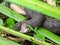 Brown Watersnake Nerodia taxispilota