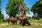 Brown Watusi Bulls and a giraffe in the zoo