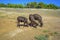 brown Watusi Cows