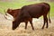 Brown Watusi watussi african bull couple