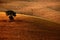 Brown wavy hillocks sow field with alone solitaire tree, agriculture landscape, Tuscany, Italy