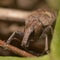 Brown weevil sitting on a plant stem in a field