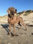 Brown Weimaraner standing on the sand at the beach under the sunlight and a blue sky at daytime