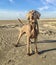 Brown Weimaraner standing on the sand at the beach under the sunlight and a blue sky at daytime