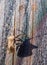 Brown well camouflaged beetle on wood