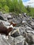 A brown welsh corgi cardigan walks on marble boulders in Ruskeala Mountain Park on a sunny summer day