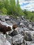 A brown welsh corgi cardigan walks on marble boulders in Ruskeala Mountain Park on a sunny summer day
