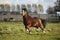 Brown welsh mountain pony stallion with black hair