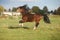 Brown welsh mountain pony stallion with black hair