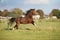 Brown welsh mountain pony stallion with black hair