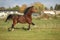 Brown welsh mountain pony stallion with black hair galloping