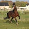 Brown welsh mountain pony stallion with black hair galloping