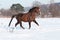 Brown welsh pony stallion in winter