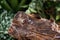 Brown wet clam slug crawling on wooden snag against background of green foliage. Large slippery snail without shell