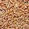 Brown wheat grains