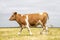 Brown and white agitated cow walks by, across a yellow dry field and the horizon