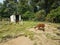 Brown and white alpacas and green grass and dirt