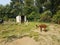 Brown and white alpacas and green grass and dirt