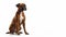 Brown and white Anxious Boxer dog, sitting pose on isolated white background