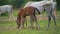 Brown and white Arabian horses grazing on green field, small foal and mother