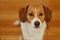 Brown and white beagle dog