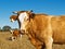 Brown and white beef cattle Australian bred