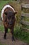 Brown and White Belted Galloway Calf in the Springtime