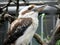 a brown and white bird close up