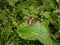 Brown white black map butterfly in the forest