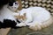 Brown white and black Persian cat sleep