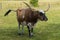 A Brown, White, and Black Texas Longhorn Cow with Twitching Tail in a Green Pasture