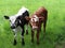 Brown and white and black and white newborn calves in the meadow