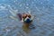 Brown and white border collie swimming fetching ball in lake