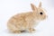 Brown-white bunny, isolated on