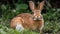 A brown and white bunny sitting in a patch of grass created with Generative AI