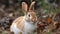 A brown and white bunny sitting in a patch of grass created with Generative AI