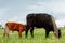 Brown with white calf drinking milk from mother cow