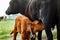 Brown with white calf drinking milk from mother cow