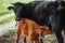 Brown with white calf drinking milk from mother cow