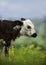 A brown and white calf, Nguni from Africa