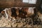 Brown and white calf standing and grazing on the farm in front of a wall