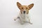 Brown and white cardigan welsh corgi sitting down