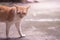 Brown and white cat with angry eyes half body close up