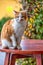 Brown-white cat sits outside on a table and cleans itself and its fell, horizontal format taken from the front